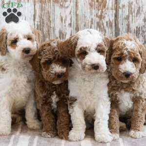 Hudson, Mini Labradoodle Puppy